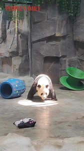 12K views · 438 reactions | Panda swag! This is Lingyan, a #giantpanda now living in Luoyang, central China's Henan Province, giddily greeting his fans! | People's Daily, China | Facebook