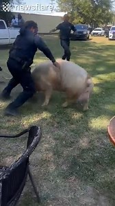 1.2M views · 15K reactions | Police were called to secure a giant escaped pig at a daycare in Mississippi. Everything went wrong, it was complete chaos...  | Newsflare | Facebook