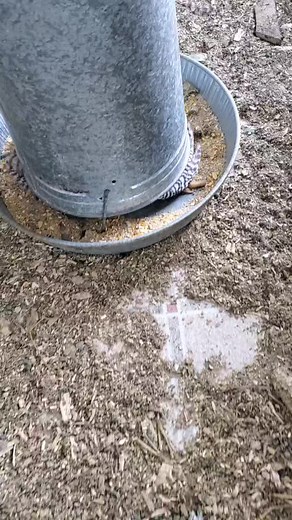 It's always something!! 🤣 #vkranch #chickens