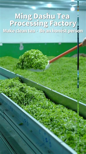 New Tea Launch | Direct from Factory