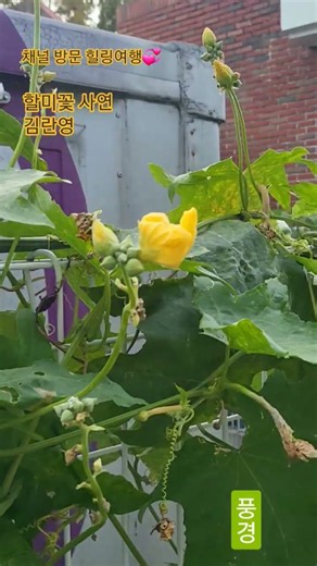 할미꽃 사연 #김란영 #잠시쉬는풍경