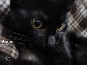 Cute Black Cat Compilation - Jiji the TikTok Star!