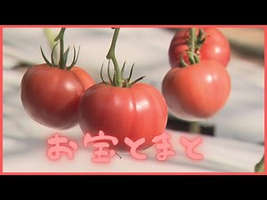 【お宝とまと!?】人気の広島県特産品