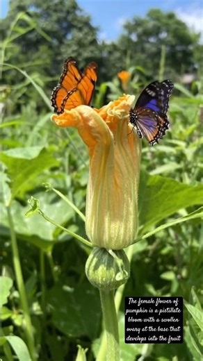 Pollination in pumpkin| Female flower #gardening #vegetableplants #biology #agriculture #trending