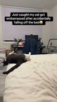😂 Epic Fail Cats | Crazy Pets Moments That Will Make You Laugh Out Loud 🐾