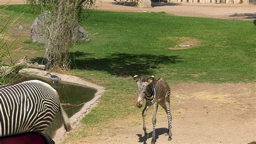 Reid Park Zoo is welcoming a new addition. Anna, one of the Zoo’s female Grevy’s zebras, gave birth to a female foal Tuesday, July 8, at approximately 1:20 a.m., sired by the Zoo’s male zebra, Ben. The yet-to-be-named foal was standing up and walking shortly after birth. | City of Tucson - Government