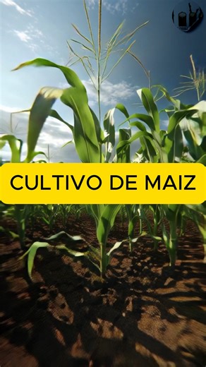 🌽 Cultivo del Maíz Paso a Paso 🌱 En este video te mostramos todo el proceso del cultivo del maíz, desde la preparación del suelo hasta la cosecha. Aprende cómo sembrar correctamente, cuidar la planta durante su crecimiento y lograr mazorcas sanas y productivas. Una guía práctica y sencilla para agricultores, productores y amantes del campo que desean mejorar sus cultivos y obtener mejores resultados. 👉 Mira el video completo y descubre cómo cultivar maíz de forma correcta. 📌 Comparte, coment