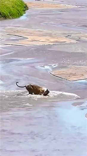 A Lion's Relentless Pursuit: The Dramatic Hunt of a Zebra Foal