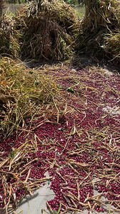 📌Cultivo y aporreo de frijol 🫘 nuevo 🧑🏼‍🌾 El Periconal, Zambrano, Francisco Morazán, Honduras 📍 🎒 📸 | Honduras en una Imagen