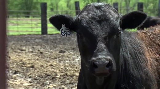 US beef is one of thousands of casualties in the trade war between the world's largest trading partners, and in Beijing many restaurants — even American steak restaurants — are switching to Australian beef instead https://reut.rs/3YdraaK | Reuters