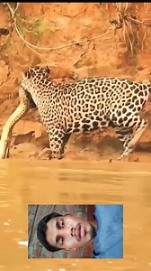 17K views · 91 reactions | Jaguar hunt a snake  #forest #reaction #wildanimals #giraffe #wild #animals #wildlife #follow #zoo #jaguar | Exa Wildlife | Facebook