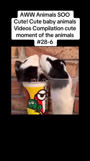 AWW Animals: Adorable Baby Animals Compilation #28-6