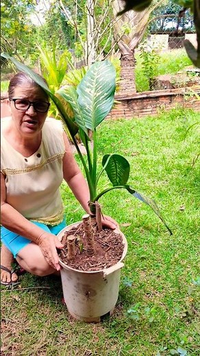 Pruning the Dieffenbachia (Dumb Cane) 🌿✂️ Encourage rapid sprouting! #plant #planttips