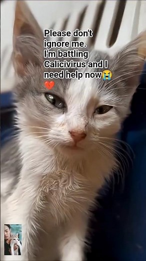 Calicivirus Awareness:EasySteps to Support Your Sick Cat. #Calicivirus #CatHealth #PetCare