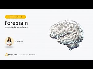 Introduction to Nervous System | Forebrain