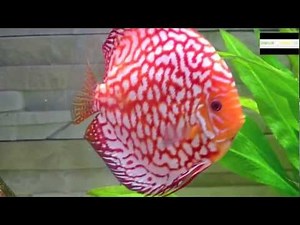 Diskusaquarium: 11 große Stendker Diskusfische im 450 Liter Becken