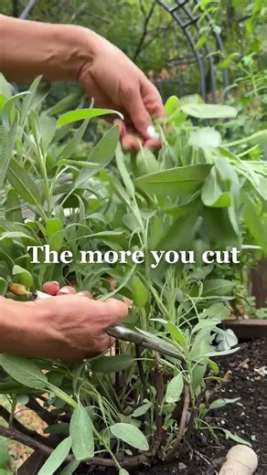 Herbs are the easiest plant to grow because they LOVE to be harvested #garden #herbgarden #plants