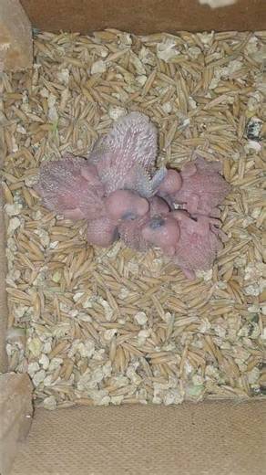 Parrot egg hatching