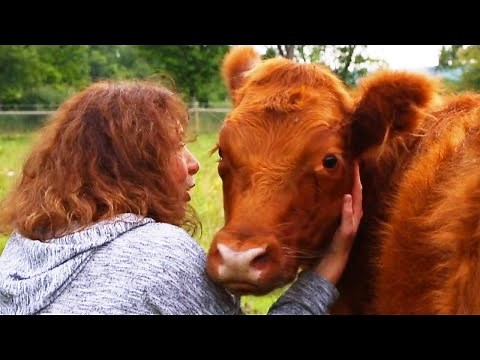 These Cuddly Cows Want to Help You Relax
