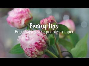 Peony tips: Encouraging your peonies to open