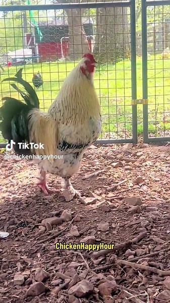 Chickens in the Workplace - Funny Chicken Happy Hour TikTok Compilation