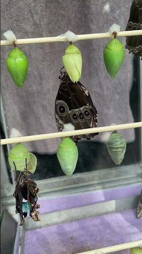 Blue Morpho Butterfly Emerging from Chrysalis