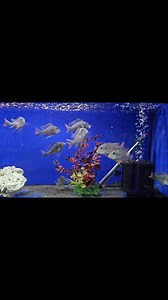 Some great sized Geophagus cf. Surinamensis. These Eartheaters are a great looking fish, reasonably peaceful (for a cichlid) best in groups, and change in appearance depending how the light hits them. Truly stand out fish. Also in video are some really big Blue Phantom Pleco, L128, don't often appear at this size and with such good colour. | Riverside Aquaria