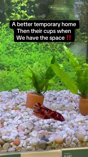 Space is limited but we try our best 🥲 #betta #petsmart #fish #aquarium #viral
