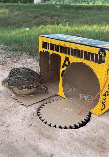 Technique Unique DIY Quick Quail Trap Using Cardboard Box #camping #outdoors #bushcraft