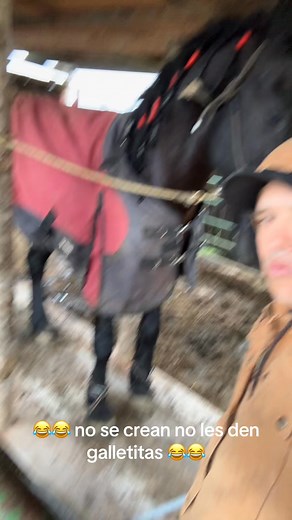 1.7K views · 336 reactions | Si tú caballo baila prémialo con una galletita #caballos #rancho #horses #fyp | Jose Huerta | Facebook