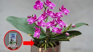 243K views · 7.5K reactions | Orchid Care 101 Unlock the Secrets to Beautiful Blooms | Great DIY Idea | Facebook