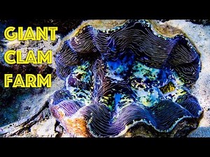 Giant Clam Farm in Palau