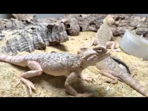 Toadhead Agama Phrynocephalus mystaceus