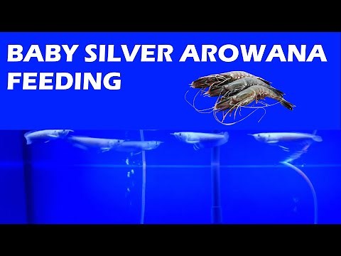 Baby Arowana Feeding - How to feed baby Arowana | Tips