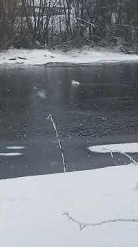 Swan calling for mate, Valentine, Norway 💚❄️ #swan #snow #valentine