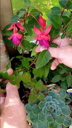 Fuchsia planten stekken vermeerderen snoeischaar plaatsen in volle grond augustus september tuin