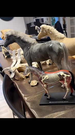 Tilbage efter 4 intense og lærerige kursusdage hos MySir, hvor vi dykkede ned i brystkassen, diafragmet og de viscerale sammenhænge til de biomekanikske aspekter hos hesten. Det har været mega spændende og inspirerende at få nye teknikker og perspektiver til daglige arbejde med hestene. Jeg glæder mig til at implementere alt det nye i mit arbejde med jeres skønne heste. 🐴💛 | TK-Hesteterapi - Tinne Kamm