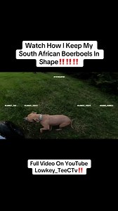 Keeping South African Boerboels Healthy and Active
