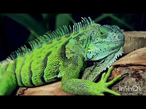 Iguanas: Anatomy, Behavior, and Ecological Importance