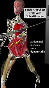 17K views · 338 reactions | ROTATIONAL Vs ANTI-ROTATIONAL exercise ...