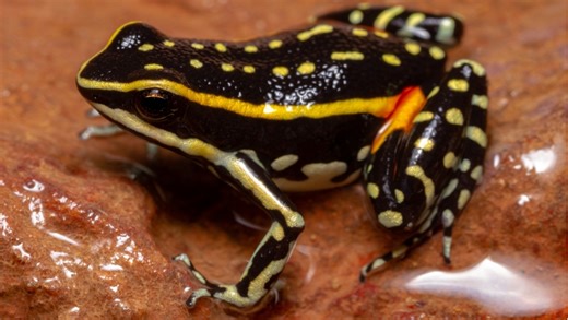 （暂译）黄斑疣背箭毒蛙 Ameerega Flavopicta （洋抖@davidsonheod2