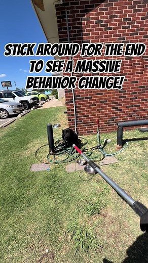 Sweet Dog Rescued After Being Dumped in Extreme Heat