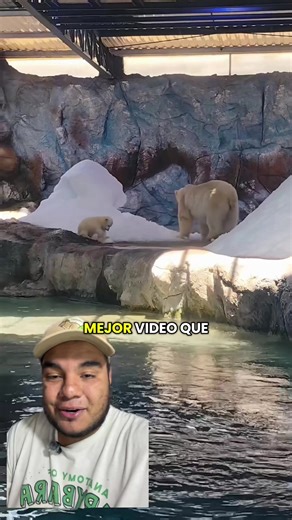 Oso polar pequeño jugando en la nieve