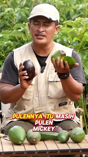 Miki avocados are softer than Cuban avocados.
