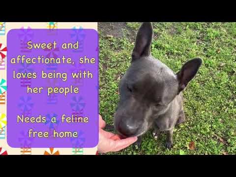 MEET BIKINI AT KC PET PROJECT