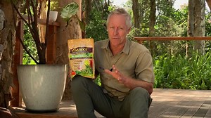 Nigel Ruck gives you top tips on how to look after your whole garden naturally with the Seasol plus Nutrient range. There is a specific blend for all plants! 🌻🌿🍅🍋 For more information, please visit: https://www.seasol.com.au/home-garden/plant-food/ #seasolplusnutrients #allpurposeincludingnatives #rosesandflowers #fruitandcitrus #seasol #spring #springgardening | Seasol