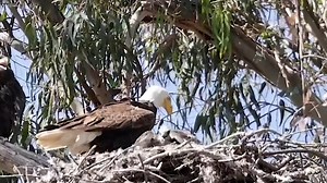 Bald eagles help raise two baby red tail hawks