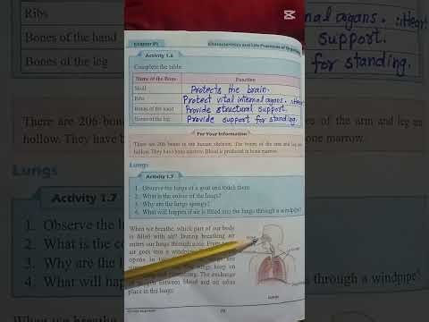 Class 4th Science Chapter 1 / Lungs 🫁