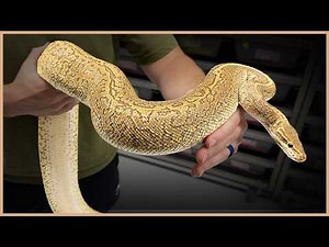 These Adult Ball Pythons Look AMAZING With Age!