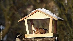 Two wild birds interaction. Hawfinch protects food in bird feeder from a woodpecker.